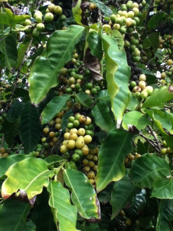 Coffee trees at Kauai Coffee